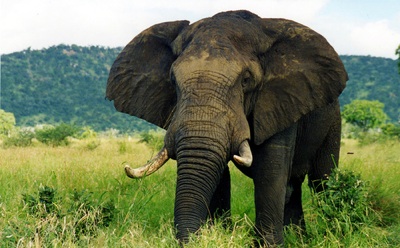 Big 5 - Elephant by TheLizardQueen on Flickr